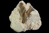 Fossil Running Rhino (Hyracodon) Molar - South Dakota #140962-1